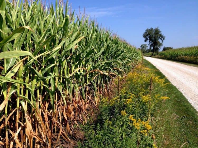 a field of corn.