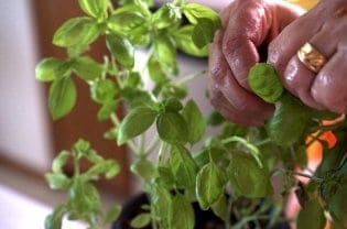 A person holding a basil plant.