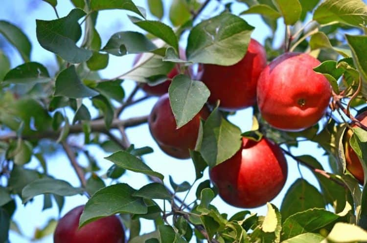 apples hanging from a tree