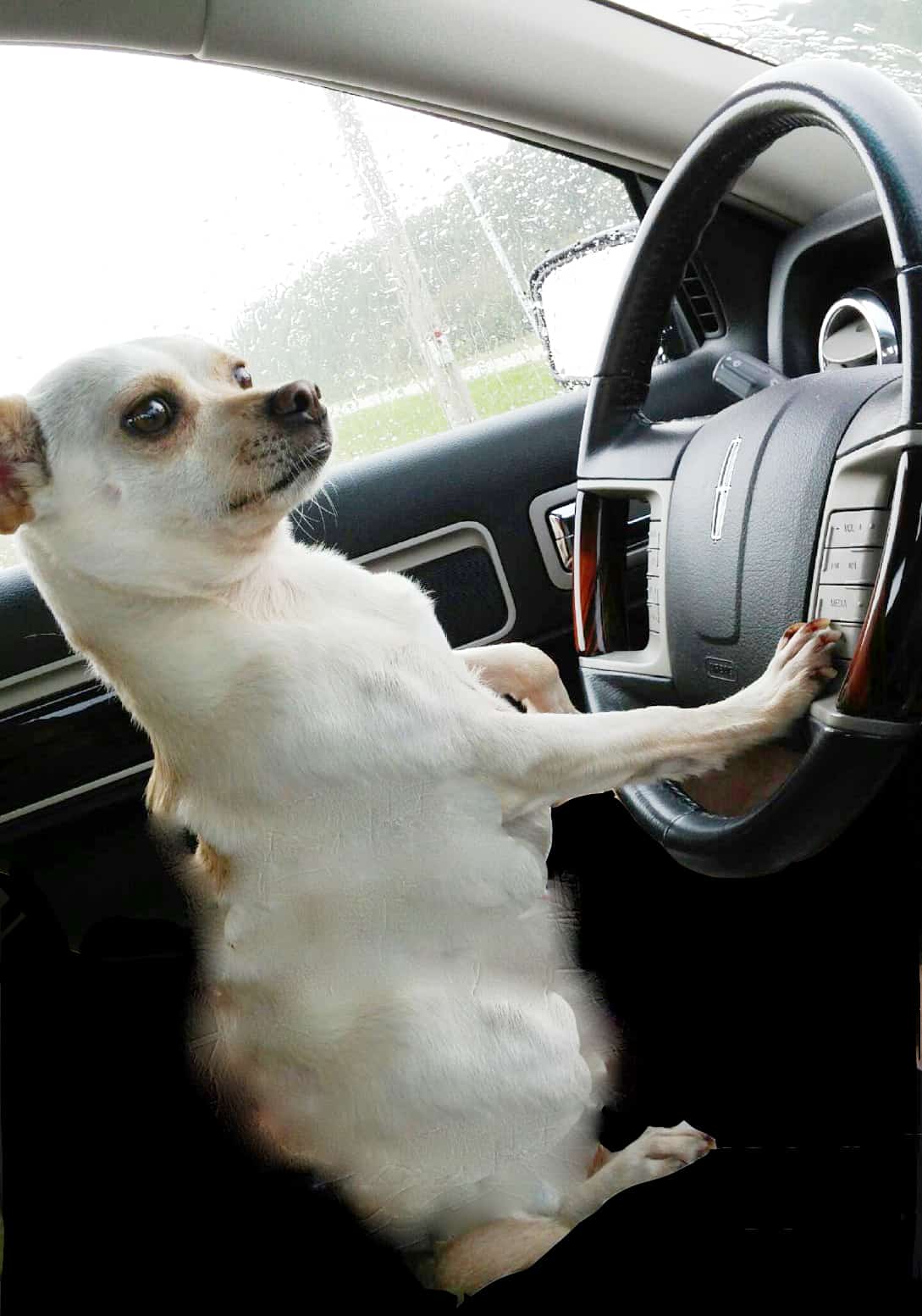 A dog driving a car.