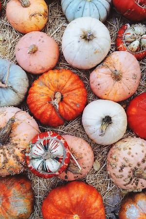 A pile of pumpkins