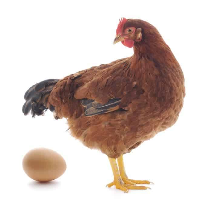 A chicken and an egg