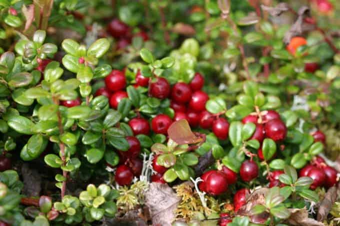 A bunch of cranberries growing on vines