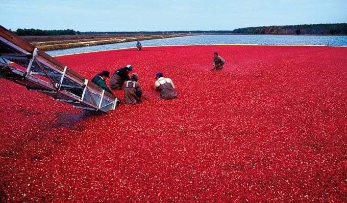 People in a cranberry blog