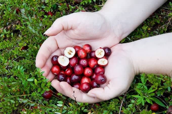 A handful of fresh cranberries