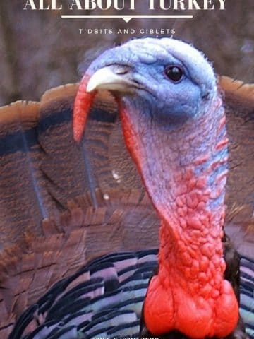 A close up of a bird