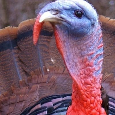 Things to Know About Thanksgiving Turkey