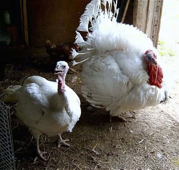 Two white turkeys, a hen and a tom.