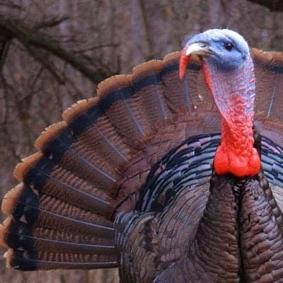 Talking Turkey with Chef Kat from Platter Talk