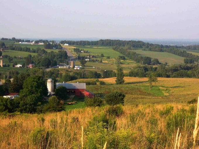 A close up of a lush green field