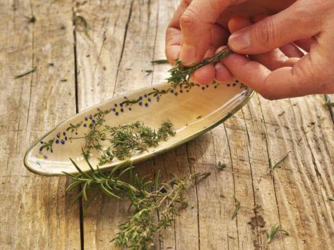 THis photo shows you how to harvest thyme by hand.