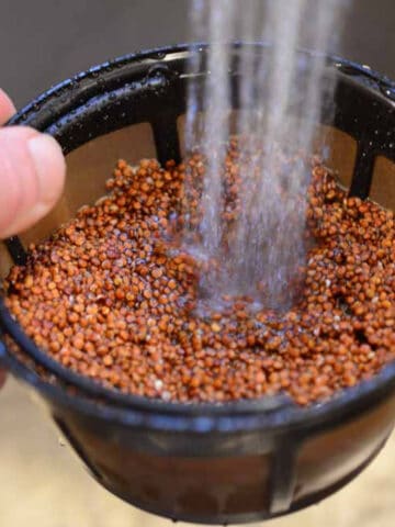 rinsing quinoa in a coffee filter.