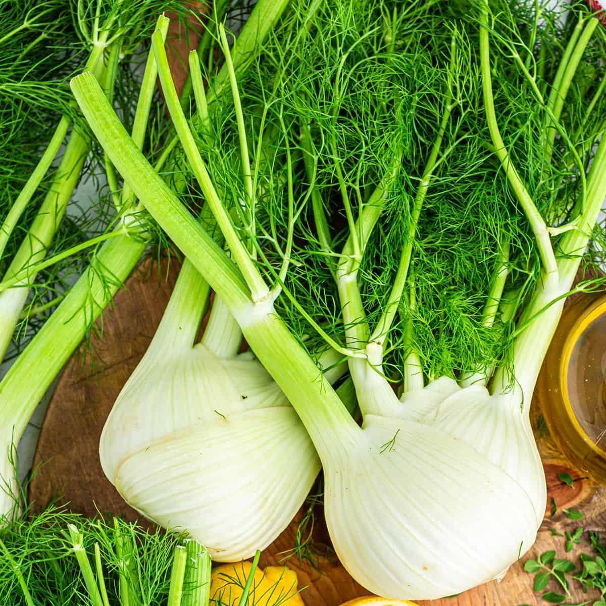 Two bulbs of fresh fennel with their fronds