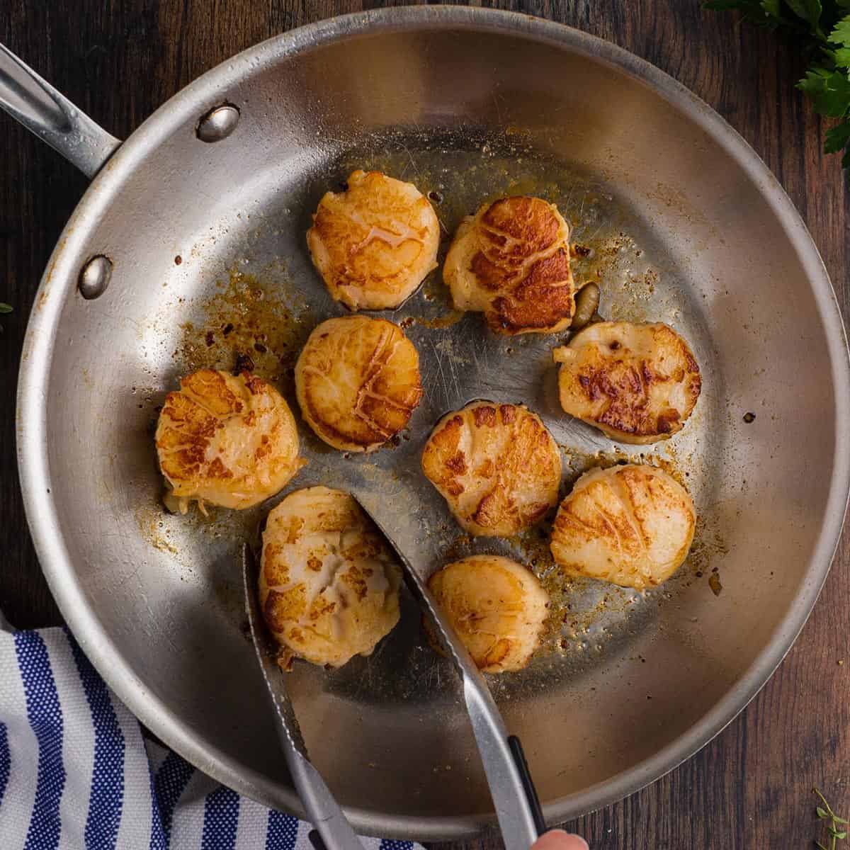 Using a kitchen tong to turn scallops being seared in a pan.