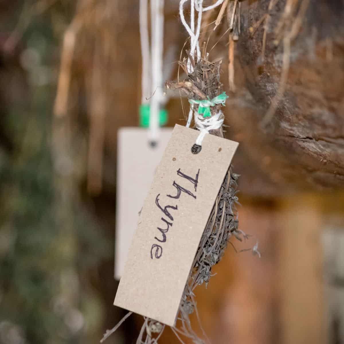 A bunch of thyme hanging out to dry.