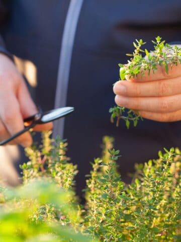 someone cutting some fresh herbs.