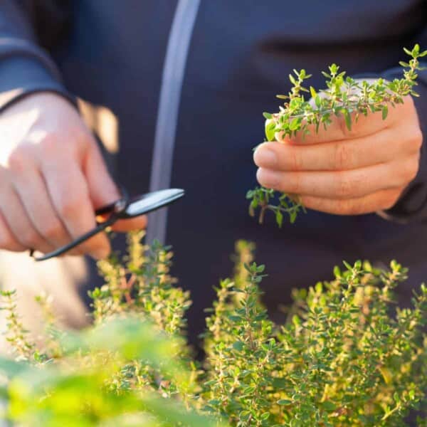 someone cutting some fresh herbs.