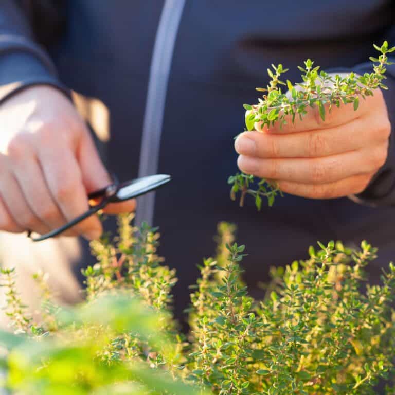 Harvesting Thyme and How to Dry and Store It Platter Talk