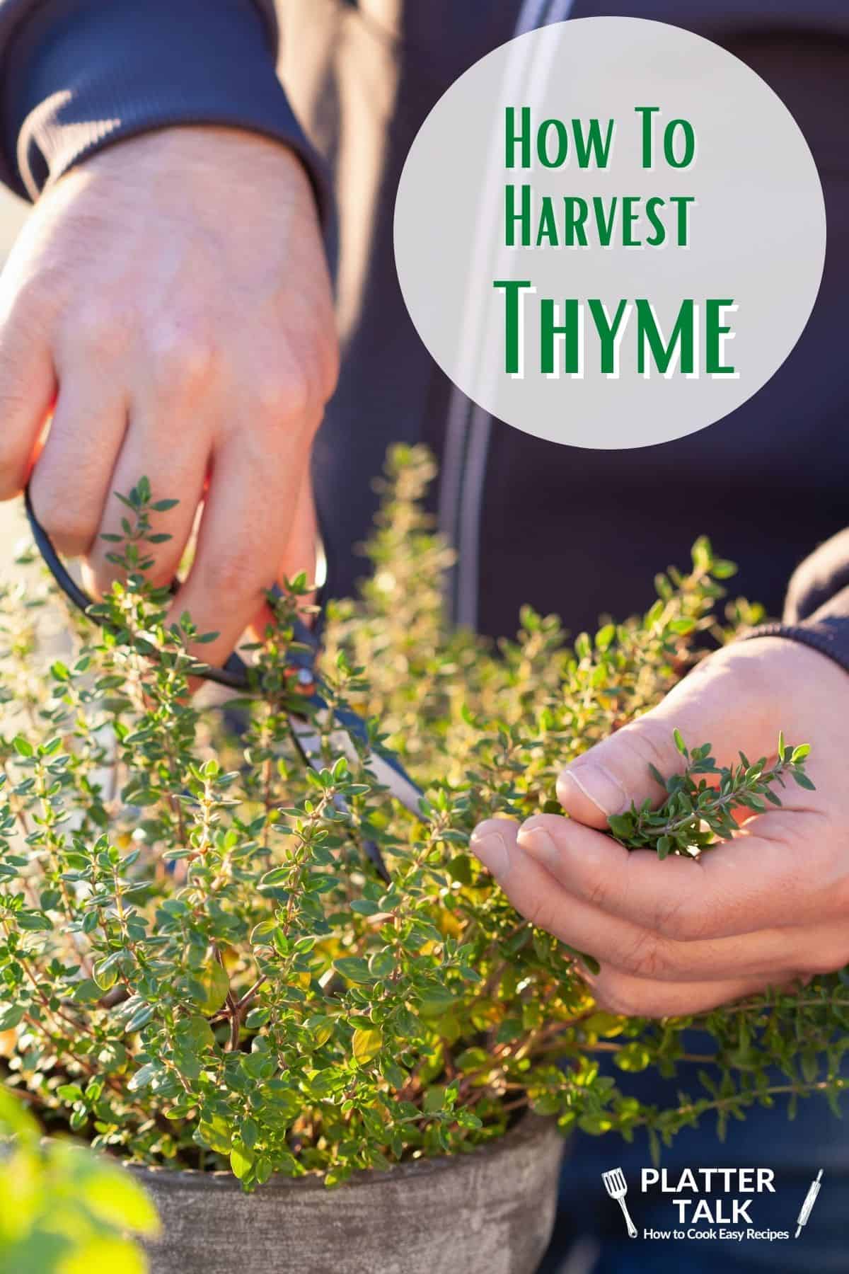 Harvesting Thyme and How to Dry and Store It Platter Talk