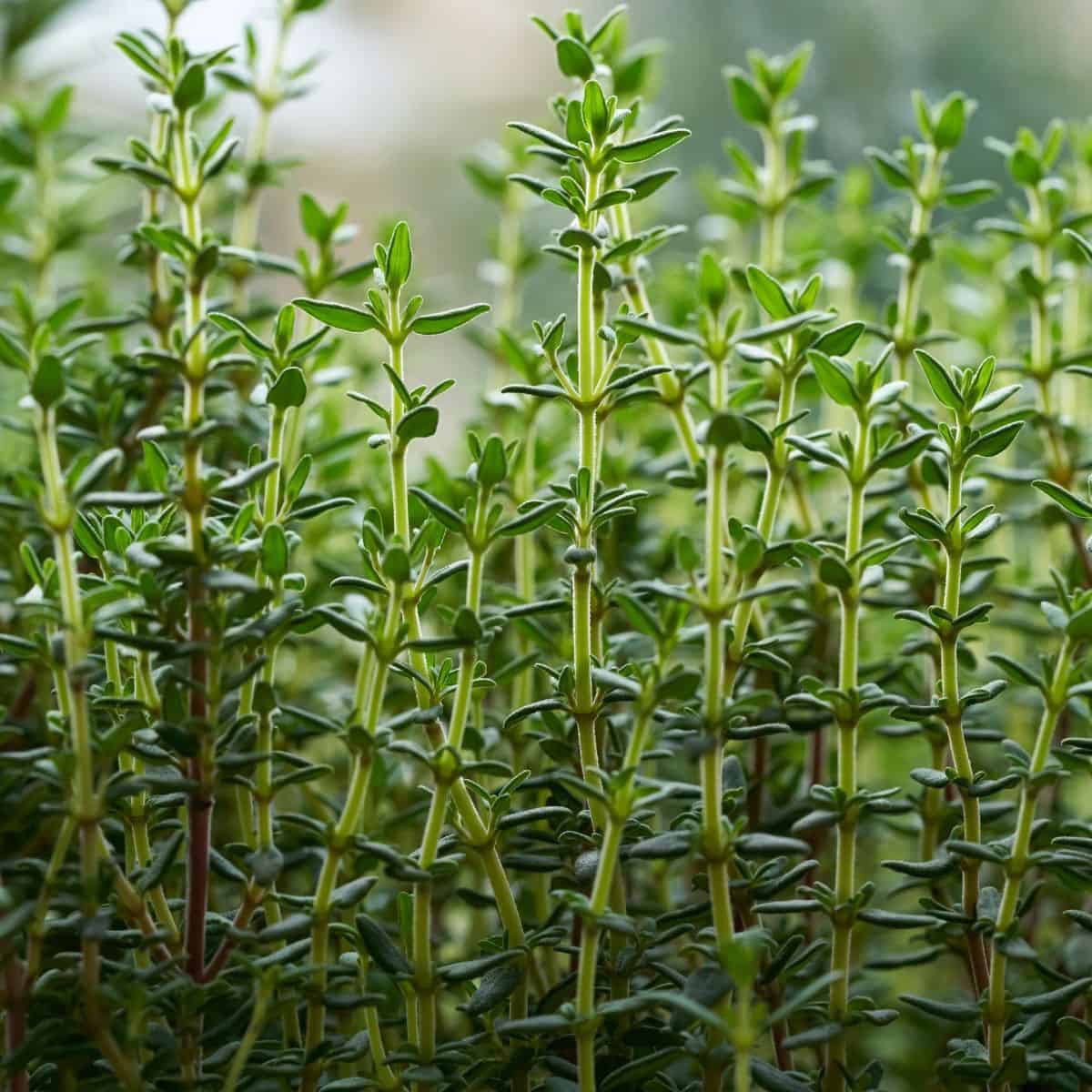 A crop of young, green thyme plants.