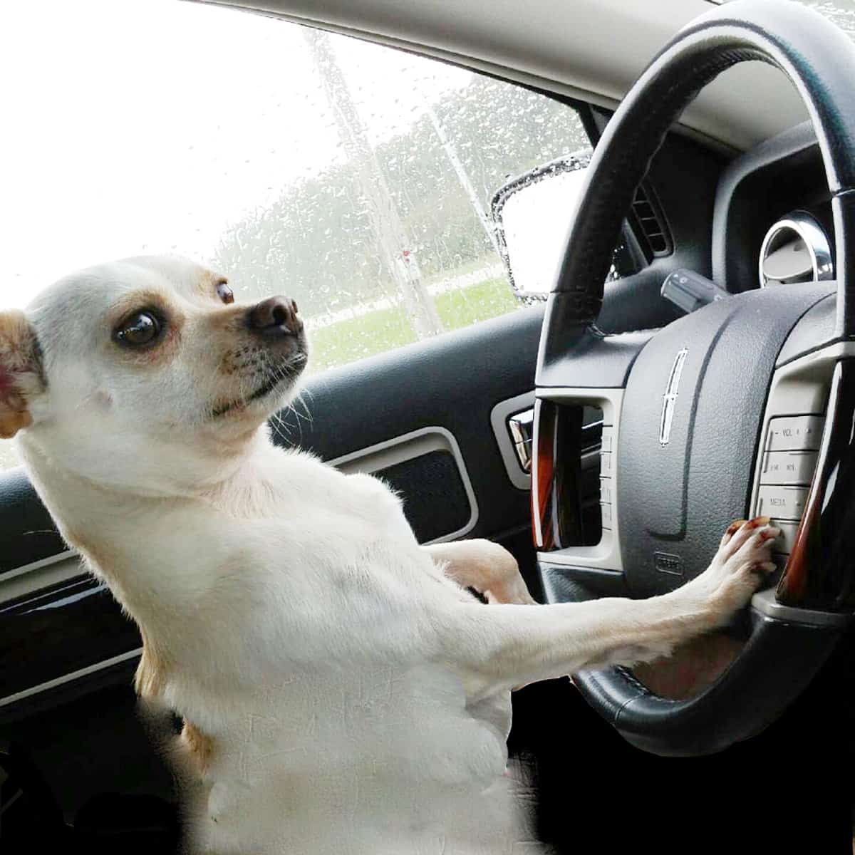 A dog with his paws on a steering wheel.