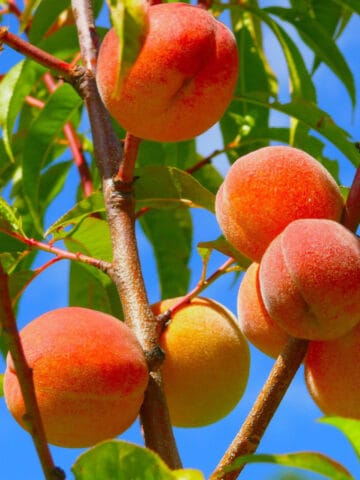 Peaches on tree with a blue sky.
