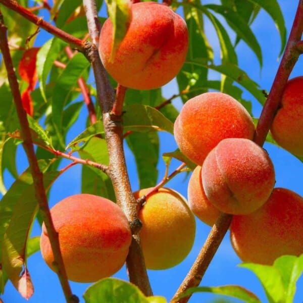 Peaches on tree with a blue sky.