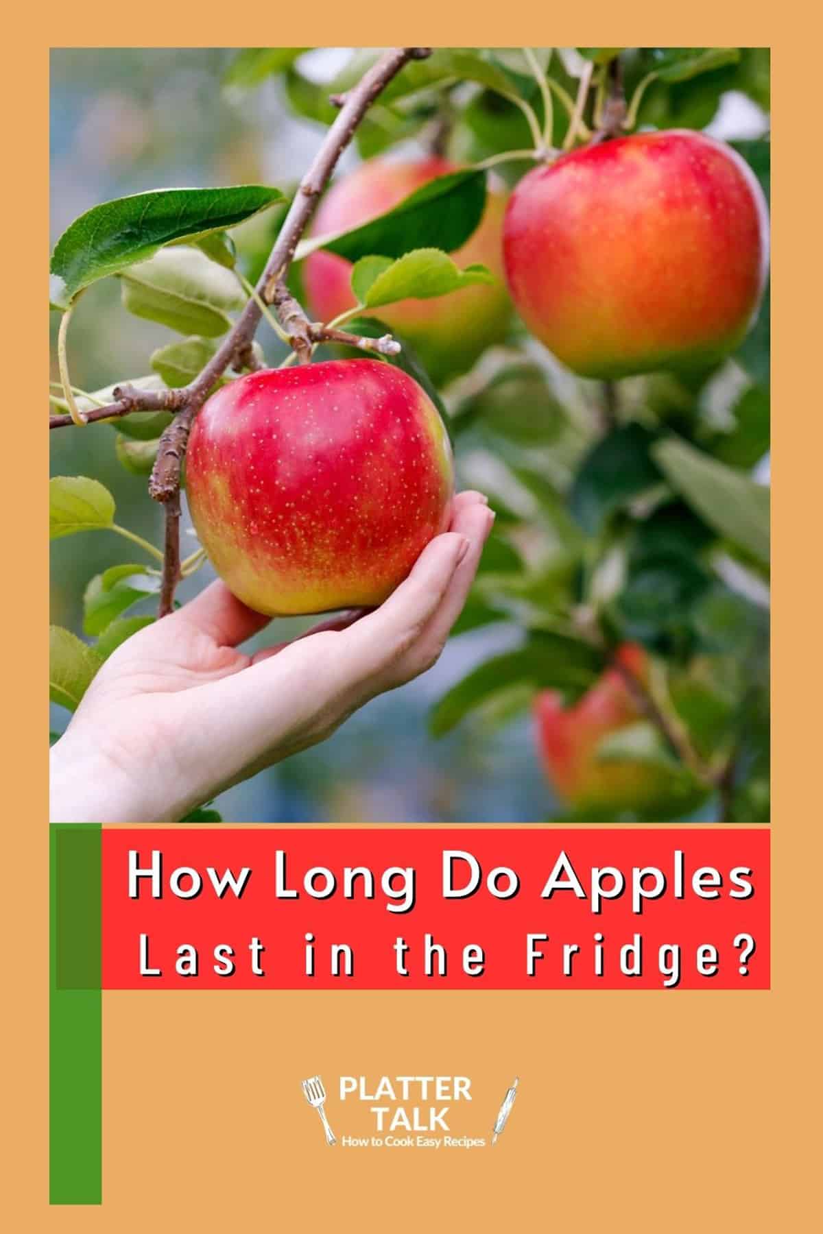How Long Do Apples Last in the Fridge? Platter Talk