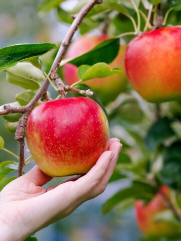 Picking apples from a tree.