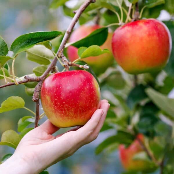 Picking apples from a tree.