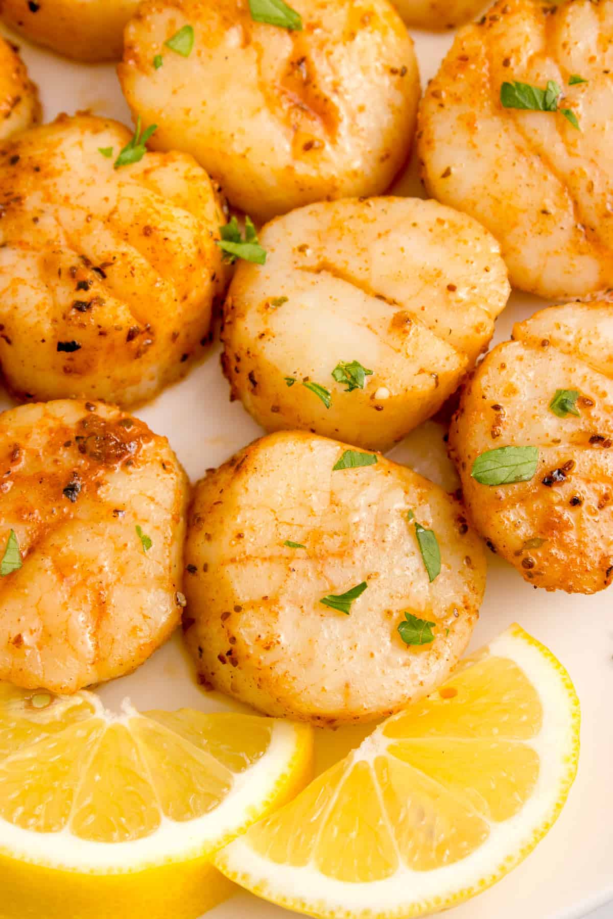 A closeup of some scallops with lemon slices.